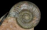 Ammonite (Parkinsonia) With Belemnites - Germany #92456-1